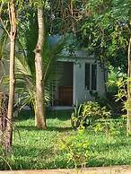 Silent Palms