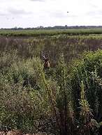 Wild Wetlands Lodge