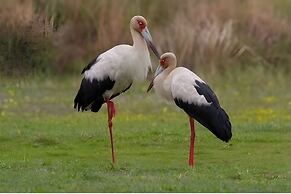 Wild Wetlands Lodge