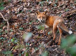Narracott Down