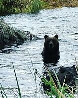 Driftwood Wilderness Lodge