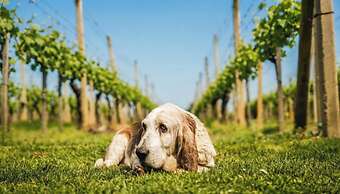 Hedonistic Vineyard Estate