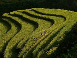 Garrya Mu Cang Chai