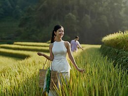 Garrya Mu Cang Chai
