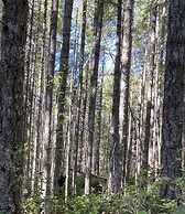 Heartwood Retreats