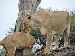 Stc.Safari lodge