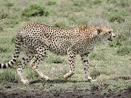 Stc.Safari lodge