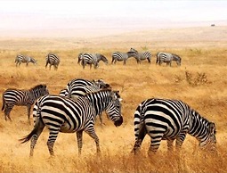Stc.Safari lodge