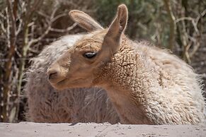 Ckoi Atacama Lodge