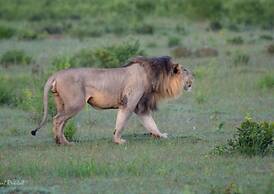 Ndlovu Safari Lodge