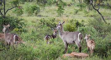 Ndlovu Safari Lodge