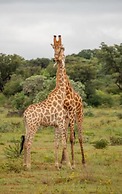 Ndlovu Safari Lodge