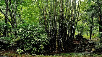 Wayanad Silverwoods Resort