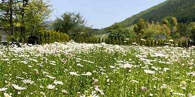 HAKONE DOMA