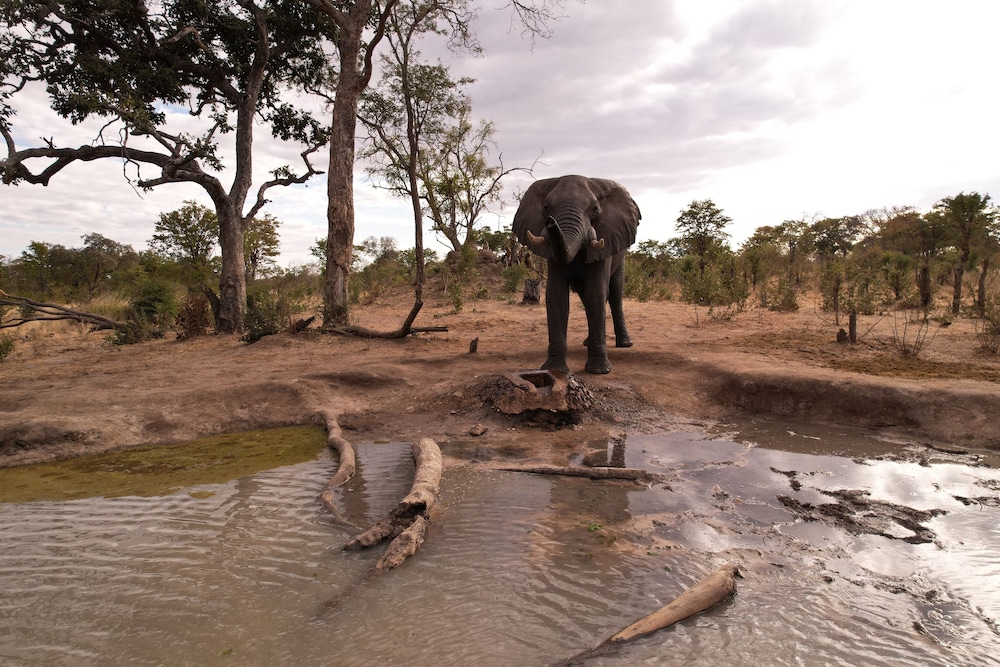 Chobe Mopani Forest Lodge & Camp site