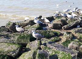 Villa in St-idesbald Near the Sea