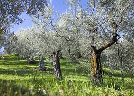 Elegant Retreat in Umbria