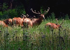 Veldenberg Nature Resort Stay