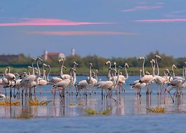 Peaceful Coastal Stay, Rosolina