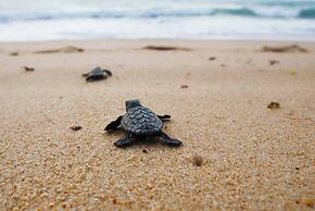Turtle Sands