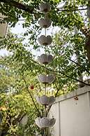Moringa Tree Maison