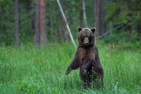 Bear Watching and Photography Hide