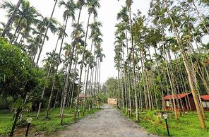 Lazo Areca Resort