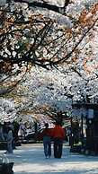 Kiyomizu Kochiku