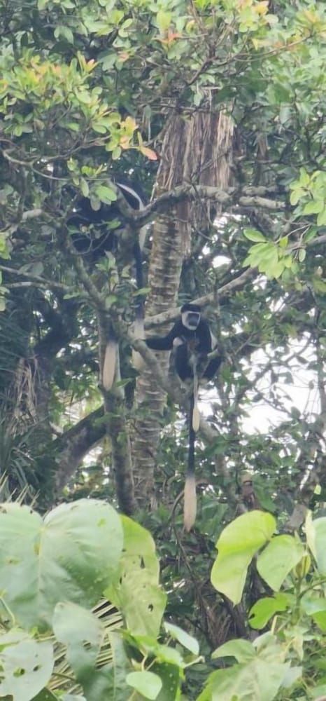 Little Monkey Camp
