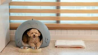 Gapyeong Dongban84 Glamping&pool Villa