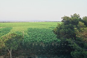 Domaine La Yole Wine Resort