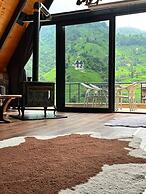 Barva Suit Bungalov