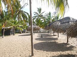 Las acacias Tolu