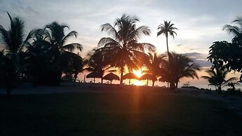 Las acacias Tolu