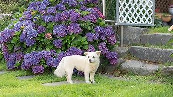 Namhae Ryu&lee Pet Pension