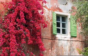 Bay View Bougainvillea Lower