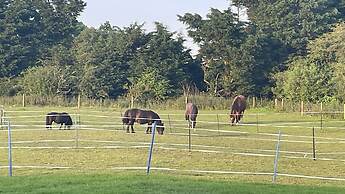 Quiet Equestrian Retreat - Sleeps 4