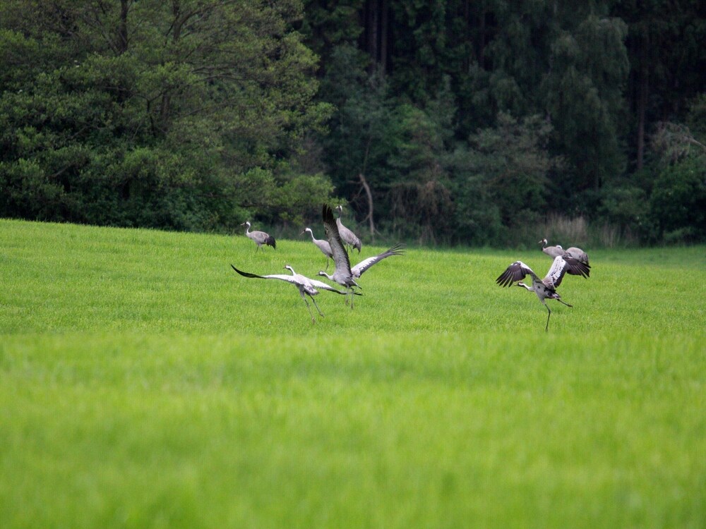 Reihenhaus am Gardersee