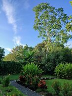 Morning Glory
