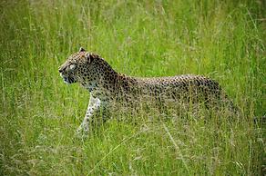 Endeem Mara Resort