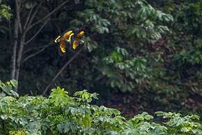 Wild Lotus Rainforest & River Glamping
