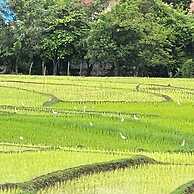 Garden House Rice Field and Mountain View