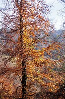 CasaZefira