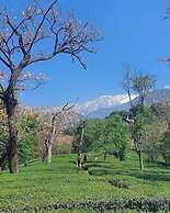 Mastiff Select Mandavya Dharamkot, McLeodganj
