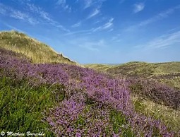 Appartements Post Hiddensee in Vitte