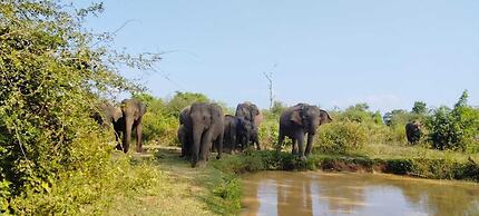 Harmony Haven Eco Resort Udawalawe