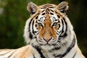 Chitwan Safari Camp & Lodge