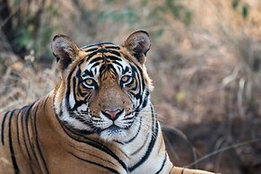Chitwan Safari Camp & Lodge