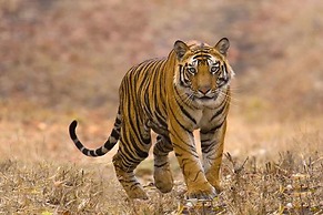 Chitwan Safari Camp & Lodge