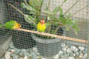 Jangkrik Homestay